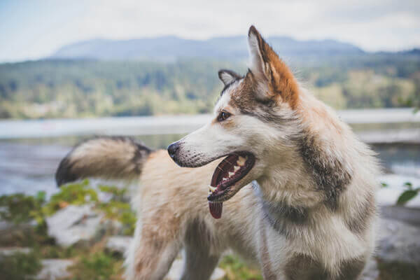 February is National Pet Dental Health Month!