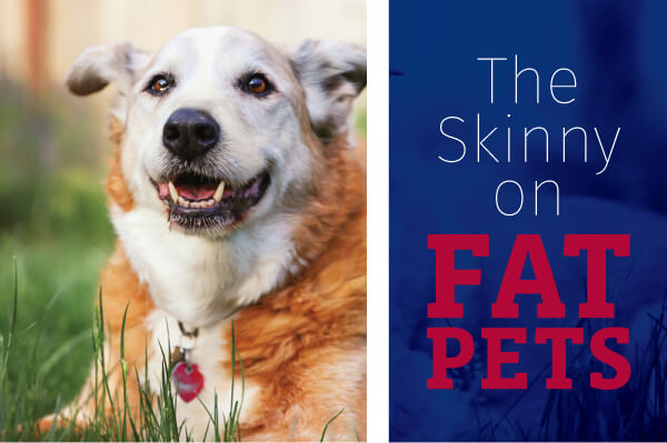 The Skinny on Fat Pets