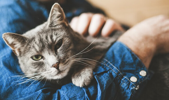 Preventative Care for Cats